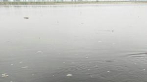 Contaminated water of Beas river after the molasses leakage from a Gurdaspur based sugar mill near Amritsar on May 17.(HT Photo) Contaminated water of Beas river after the molasses leakage from a Gurdaspur based sugar mill near Amritsar on May 17.(HT Photo)