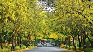 Kalidasa would have been transfixed: Amaltas or the Indian laburnum in bloom in Delhi.(Sanjeev Verma/Hindustan Times) Kalidasa would have been transfixed: Amaltas or the Indian laburnum in bloom in Delhi.(Sanjeev Verma/Hindustan Times)