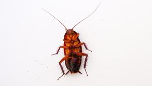 It may seem like cockroach milk has its benefits, but is it the most nutritious option? (Shutterstock) It may seem like cockroach milk has its benefits, but is it the most nutritious option? (Shutterstock)