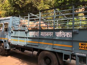 The two horses were transported to BMC’s cattle pound in Malad for medical examination and immediate veterinary care.(Photo courtesy: PETA) The two horses were transported to BMC’s cattle pound in Malad for medical examination and immediate veterinary care.(Photo courtesy: PETA)