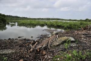 Patch of land where mangroves are under threat in Madh island, Malad(HT Photo) Patch of land where mangroves are under threat in Madh island, Malad(HT Photo)