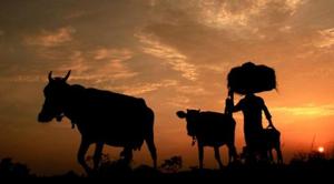 Chief minister Vasundhara Raje in her budget speech had announced a one-time crop loan waiver of up to Rs 50,000 for small and marginal farmer.(PTI) Chief minister Vasundhara Raje in her budget speech had announced a one-time crop loan waiver of up to Rs 50,000 for small and marginal farmer.(PTI)