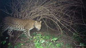 Since February this year, 27 leopards have been photographed in Sanjay Gandhi National Park.(WCS India) Since February this year, 27 leopards have been photographed in Sanjay Gandhi National Park.(WCS India)
