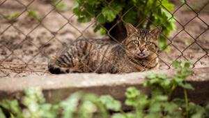 Cats were first introduced to Australia by British immigrants in the late 1700s as domestic pets.(Representative image/Shutterstock) Cats were first introduced to Australia by British immigrants in the late 1700s as domestic pets.(Representative image/Shutterstock)