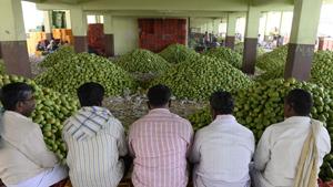 Farmers wait for mangoes to be auctioned at the Gaddiannaram fruit market on the outskirts of Hyderabad.(AFP File Photo) Farmers wait for mangoes to be auctioned at the Gaddiannaram fruit market on the outskirts of Hyderabad.(AFP File Photo)