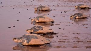 CID sleuths along with officials of the Wild Life Crime Control Bureau and the state forest department, intercepted a truck and seized 92 boxes containing the turtles, including 700 dead Indian soft shell turtles, an official said.(AFP File/Representative image) CID sleuths along with officials of the Wild Life Crime Control Bureau and the state forest department, intercepted a truck and seized 92 boxes containing the turtles, including 700 dead Indian soft shell turtles, an official said.(AFP File/Representative image)
