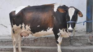 Uttarakhand has been selected as the best performing state by the central government in recognition of its work in improving breeds of dairy cattle, says an official.(HT Photo) Uttarakhand has been selected as the best performing state by the central government in recognition of its work in improving breeds of dairy cattle, says an official.(HT Photo)