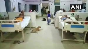 The apathy of the district hospital in Uttar Pradesh’s Sitapur came to the public eye when a number of stray dogs were spotted inside the wards of the hospital.(ANI Photo) The apathy of the district hospital in Uttar Pradesh’s Sitapur came to the public eye when a number of stray dogs were spotted inside the wards of the hospital.(ANI Photo)