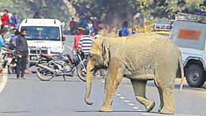 The chief judicial magistrate, Ajmer, directed the chief wildlife warden of Rajasthan to take the custody of the calf, named Suman.(HT File) The chief judicial magistrate, Ajmer, directed the chief wildlife warden of Rajasthan to take the custody of the calf, named Suman.(HT File)
