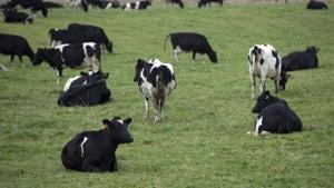 In this May 21, 2017 photo, cows rest in a paddock on a farm near Invercargill, New Zealand. New Zealand plans to slaughter about 150,000 cows as it tries to eradicate a strain of disease-causing bacteria from the national herd.(AP) In this May 21, 2017 photo, cows rest in a paddock on a farm near Invercargill, New Zealand. New Zealand plans to slaughter about 150,000 cows as it tries to eradicate a strain of disease-causing bacteria from the national herd.(AP)
