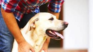 Earlier, administrative services related to domestic and stray animals were handled by different departments such as health and shops departments.(HT File (Representational Image)) Earlier, administrative services related to domestic and stray animals were handled by different departments such as health and shops departments.(HT File (Representational Image))