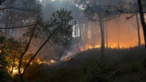 Ten districts of Himachal, except Kinnaur and Lahaul-Spiti, have been affected by forest fires this summer.(HT/REPRESENTATIVE IMAGE) Ten districts of Himachal, except Kinnaur and Lahaul-Spiti, have been affected by forest fires this summer.(HT/REPRESENTATIVE IMAGE)