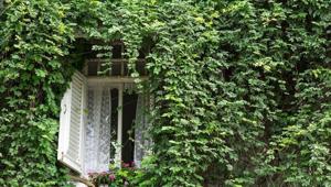 Say yes to greenery and try to surround your house with plants.(Shutterstock) Say yes to greenery and try to surround your house with plants.(Shutterstock)