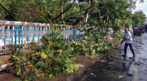 Uprooted trees after late night storm and rain in Kolkata.(PTI File Photo) Uprooted trees after late night storm and rain in Kolkata.(PTI File Photo)