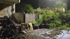 A fallen tree hit by high winds during a storm in Agra, Uttar Pradesh.(AFP File Photo) A fallen tree hit by high winds during a storm in Agra, Uttar Pradesh.(AFP File Photo)