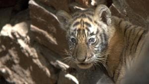 A tiger cub in Ranthambore.(HT File Photo) A tiger cub in Ranthambore.(HT File Photo)
