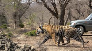 Tiger (MT-1) after being shifted to Mukundra Hills Tiger reserve in Kota.(HT File Photo) Tiger (MT-1) after being shifted to Mukundra Hills Tiger reserve in Kota.(HT File Photo)