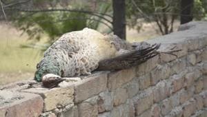 The death is the latest in a worrying trend of people getting close with birds and animals to click a selfie, often proving disastrous for both animals and humans.(HT File Photo/ Representative image) The death is the latest in a worrying trend of people getting close with birds and animals to click a selfie, often proving disastrous for both animals and humans.(HT File Photo/ Representative image)