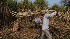 A farmer carries sugarcane to load on a tractor to sell it at a nearby sugar mill in Modinagar in Ghaziabad.(AFP File Photo) A farmer carries sugarcane to load on a tractor to sell it at a nearby sugar mill in Modinagar in Ghaziabad.(AFP File Photo)