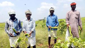 Farmers vegetables grown without using any chemical fertilizer or pesticide (Shankar Mourya/HT) Farmers vegetables grown without using any chemical fertilizer or pesticide (Shankar Mourya/HT)