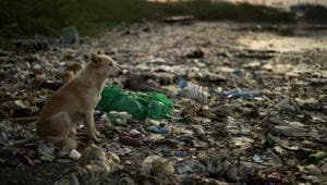 This photo taken on May 12, 2018 shows a dog looking out onto a garbage-filled creek in Manila. About eight million tonnes of plastic waste are dumped into the world's oceans every year - the equivalent of one garbage truck of plastic being tipped into the sea every minute... of every day.(AFP Photo) This photo taken on May 12, 2018 shows a dog looking out onto a garbage-filled creek in Manila. About eight million tonnes of plastic waste are dumped into the world's oceans every year - the equivalent of one garbage truck of plastic being tipped into the sea every minute... of every day.(AFP Photo)