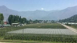 A high-density apple orchard at SKUAST university in Shalimar.(Waseem Andrabi/HT) A high-density apple orchard at SKUAST university in Shalimar.(Waseem Andrabi/HT)