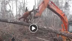 Orangutan tries to fight off bulldozer to save its forest (Facebook)