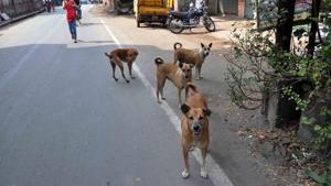 Stray dogs menace at Dombivali irks local residents and pet lovers.(HT File Photo) Stray dogs menace at Dombivali irks local residents and pet lovers.(HT File Photo)