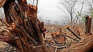 Some of the trees that have been cut in the last two months.(HT Photo) Some of the trees that have been cut in the last two months.(HT Photo)