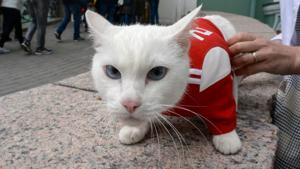 This deaf, white cat named Achilles is soon to begin his work as Russia's official soothsayer for the FIFA World Cup 2018, following in the tentacle-prints of Paul the Octopus who became a star in 2010.(AFP) This deaf, white cat named Achilles is soon to begin his work as Russia's official soothsayer for the FIFA World Cup 2018, following in the tentacle-prints of Paul the Octopus who became a star in 2010.(AFP)