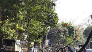 BMC has been facing severe flak for unscientific methods of tree pruning in Mumbai.(HT File) BMC has been facing severe flak for unscientific methods of tree pruning in Mumbai.(HT File)