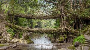 Living roots bridge near Nongriat village, Cherrapunjee, Meghalaya.(Shutterstock) Living roots bridge near Nongriat village, Cherrapunjee, Meghalaya.(Shutterstock)