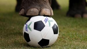 Elephants play football during an anti-gambling campaign for school children in Ayutthaya, Thailand.(REUTERS) Elephants play football during an anti-gambling campaign for school children in Ayutthaya, Thailand.(REUTERS)