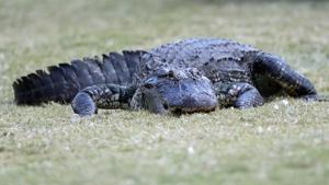 The reptile was lumbering across the tarmac toward a pond.(AFP File Photo) The reptile was lumbering across the tarmac toward a pond.(AFP File Photo)