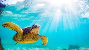 An endangered species of turtle (pic for representation purpose only)(Shutterstock)