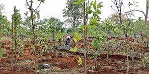 NMMC plans to increase the city’s green cover this monsoons. Spalings being planted here at Mini Seashore Vashi in Navi Mumbai.(HT Photo) NMMC plans to increase the city’s green cover this monsoons. Spalings being planted here at Mini Seashore Vashi in Navi Mumbai.(HT Photo)
