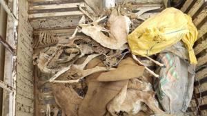 The carcass of chinkara found in Jaisalmer.(HT Photo) The carcass of chinkara found in Jaisalmer.(HT Photo)