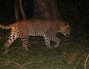 The leopard that was spotted at Marol on Sunday. The leopard that was spotted at Marol on Sunday.