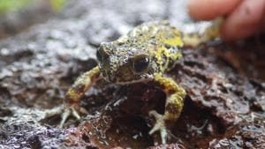 Critically endangered Amboli toad is endemic to Western Ghats.(Lewis Davies/University of Plymouth) Critically endangered Amboli toad is endemic to Western Ghats.(Lewis Davies/University of Plymouth)