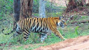 Earlier, <span class='webrupee'>₹</span>50,000 was given to those who sustained serious injuries in wild animal attack. This has been increased to <span class='webrupee'>₹</span>2 lakh now.(HT File) Earlier, <span class='webrupee'>₹</span>50,000 was given to those who sustained serious injuries in wild animal attack. This has been increased to <span class='webrupee'>₹</span>2 lakh now.(HT File)