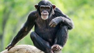 The destruction of natural forests and their conversion into agricultural land, threatens many species who thereby lose their habitat.(Shutterstock)