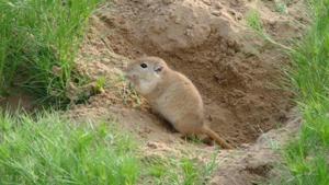 Rodents — which are the most important bioindicators in nature — are mostly found in the Thar Desert in western Rajasthan.(HT Photo) Rodents — which are the most important bioindicators in nature — are mostly found in the Thar Desert in western Rajasthan.(HT Photo)