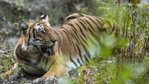 Tigress, after having licked dirt with her tongue.(Dr SHUBH MOHAN SINGH) Tigress, after having licked dirt with her tongue.(Dr SHUBH MOHAN SINGH)