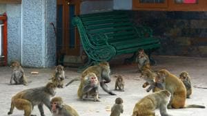 The issue was discussed during State Board for Wildlife meeting chaired by chief minister Trivendra Singh Rawat on Friday.(HT FILE PHOTO) The issue was discussed during State Board for Wildlife meeting chaired by chief minister Trivendra Singh Rawat on Friday.(HT FILE PHOTO)