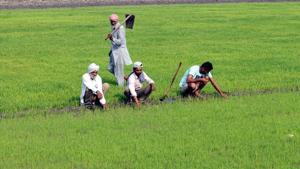 Farmers’ outstanding loans towards public and private sector banks had touched Rs 63,729 crore as on March 31, 2018, according to Punjab State cooperative Bank figures.(HT File) Farmers’ outstanding loans towards public and private sector banks had touched Rs 63,729 crore as on March 31, 2018, according to Punjab State cooperative Bank figures.(HT File)