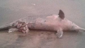 The decomposed carcass of an Indo-Pacific humpback dolphin washed ashore Versova late Monday night.(Photo courtesy: State mangrove cell) The decomposed carcass of an Indo-Pacific humpback dolphin washed ashore Versova late Monday night.(Photo courtesy: State mangrove cell)