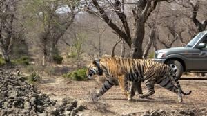 When the Mukundra tiger reserve was repopulated with its first tiger, the NTCA jumped in again to give notice of both the way it was done and the spot it was done in. They had little understanding of either the tiger reserve or the needs of the tiger(HT File Photo) When the Mukundra tiger reserve was repopulated with its first tiger, the NTCA jumped in again to give notice of both the way it was done and the spot it was done in. They had little understanding of either the tiger reserve or the needs of the tiger(HT File Photo)