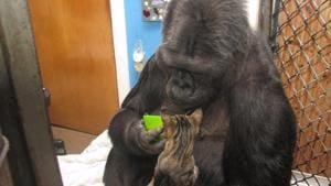 Koko, the gorilla who mastered sign language, has died.(Photo credit: @kokotweets/Twitter) Koko, the gorilla who mastered sign language, has died.(Photo credit: @kokotweets/Twitter)