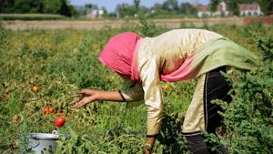 Modi has promised to double farm incomes by 2022. In his February budget, he pledged to boost farmers’ returns by increasing the government’s purchase prices for crops by more than 50% of the output cost.(PTI Photo) Modi has promised to double farm incomes by 2022. In his February budget, he pledged to boost farmers’ returns by increasing the government’s purchase prices for crops by more than 50% of the output cost.(PTI Photo)