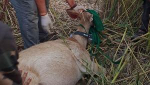 Parag Nigam, an expert at WII, radio collaring a swamp deer in Jhilmil Conservation Reserve in Haridwar.(HT Photo) Parag Nigam, an expert at WII, radio collaring a swamp deer in Jhilmil Conservation Reserve in Haridwar.(HT Photo)